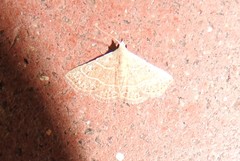 Corgatha dictaria