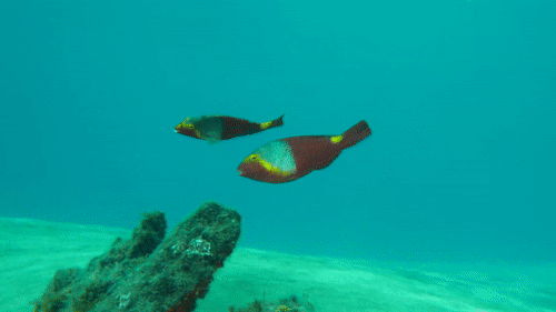 European Parrotfish