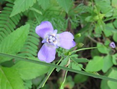 Ennealophus euryandrus euryandrus