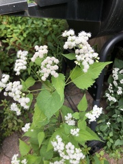 Ageratina altissima