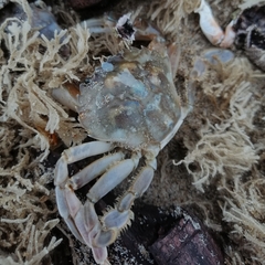 Liocarcinus vernalis