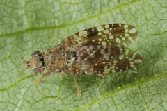 Tephritis ruralis