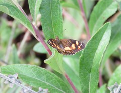 Telenassa berenice