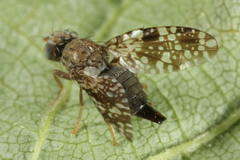Tephritis ruralis