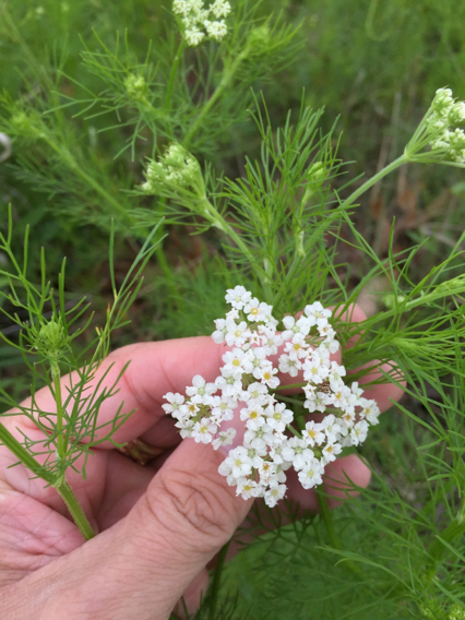 Bifora