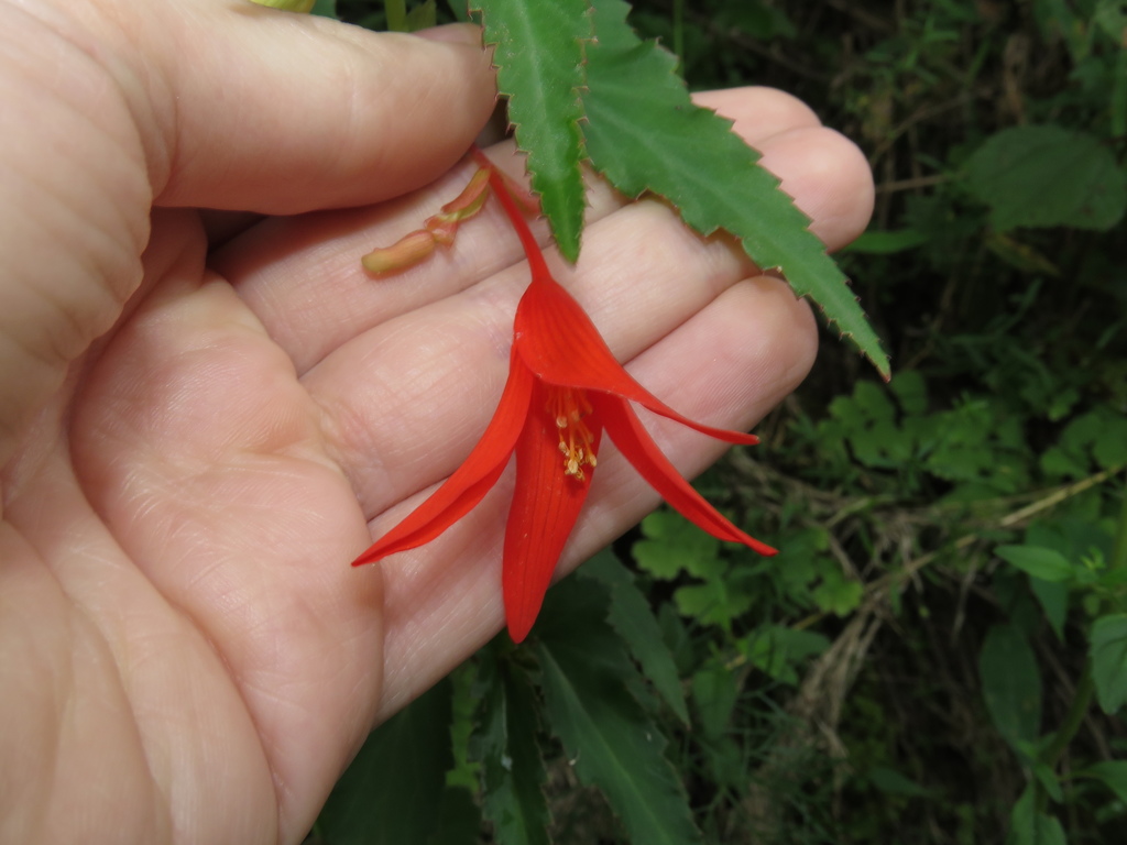 tuberous begonia