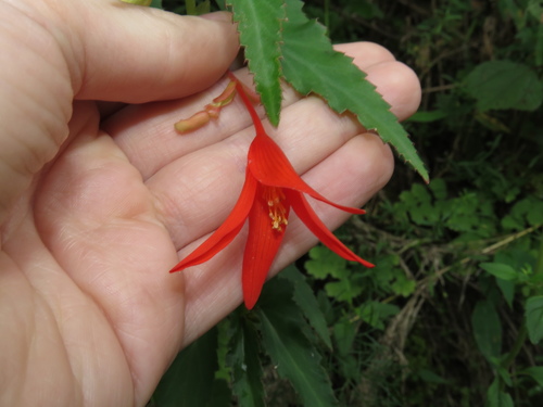 Bégonia de Bolivie 2