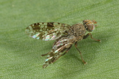 Tephritis ruralis