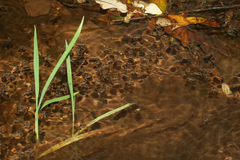Velia rivulorum