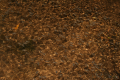 Velia rivulorum
