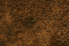 Velia rivulorum