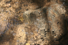 Velia rivulorum