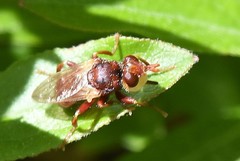 Myopa clausa