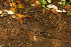 Velia rivulorum