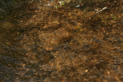 Velia rivulorum