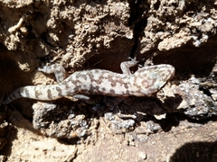 Phyllodactylus unctus