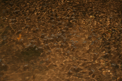 Velia rivulorum