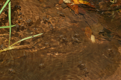 Velia rivulorum