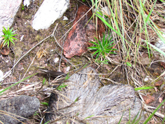 Aspronema dorsivittatum