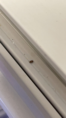 Insecta