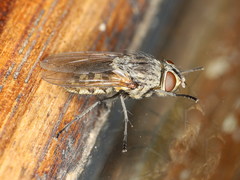 Pollenia angustigena