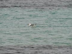 Larus michahellis