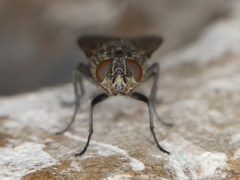 Pollenia angustigena