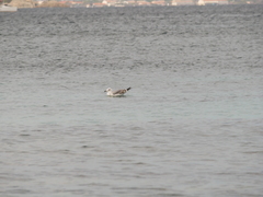 Larus michahellis