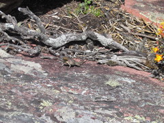 Tropidurus mucujensis