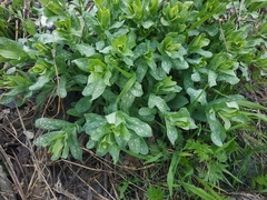 Cerinthe minor