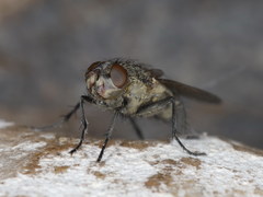 Pollenia angustigena