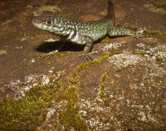 Tropidurus mucujensis