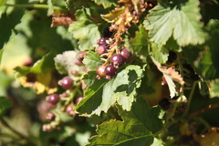 Ribes magellanicum