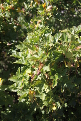 Ribes magellanicum