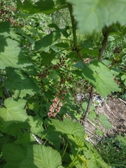 Ribes biebersteinii