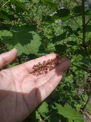 Ribes biebersteinii