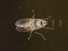 Pollenia angustigena