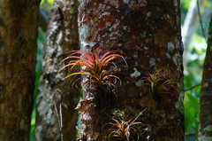 Tillandsia capitata