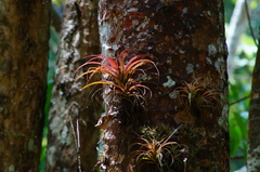 Tillandsia capitata