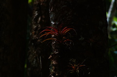 Tillandsia capitata