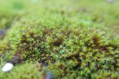 Schistidium crassipilum