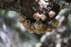 Cyttaria hariotii