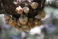 Cyttaria hariotii