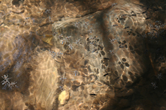 Velia rivulorum