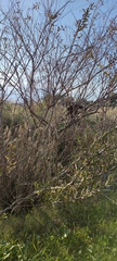 Salix acmophylla