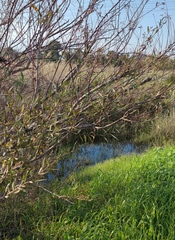 Salix acmophylla