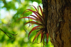 Tillandsia capitata