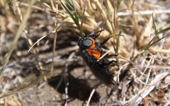 Osca lata