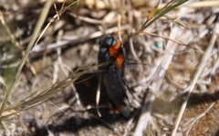 Osca lata