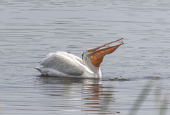 Pelecanus erythrorhynchos